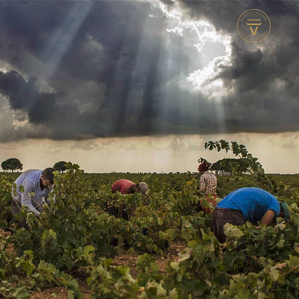 PASO A PASO | PASONILLO | LATE HARVEST TEMPRANILLO