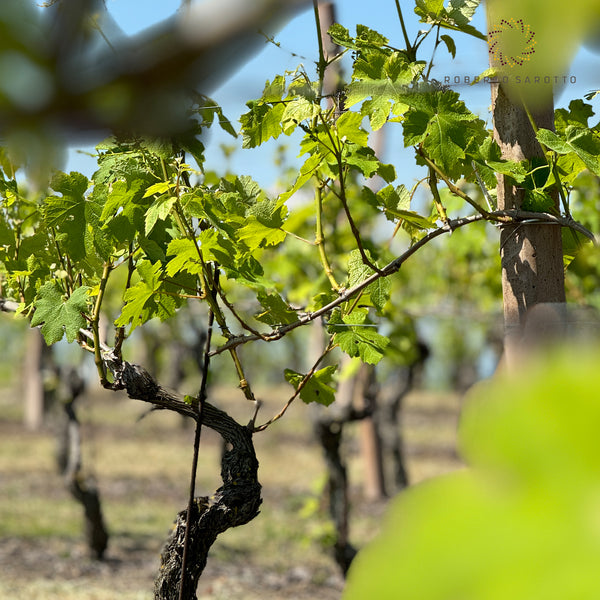 ROBERTO SAROTTO | IMPURO UNOAKED CHARDONNAY