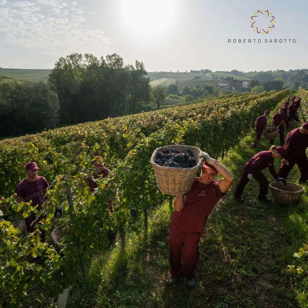 ROBERTO SAROTTO PIEMONTE | LANGHE DOC NEBBIOLO 'NATIVO'