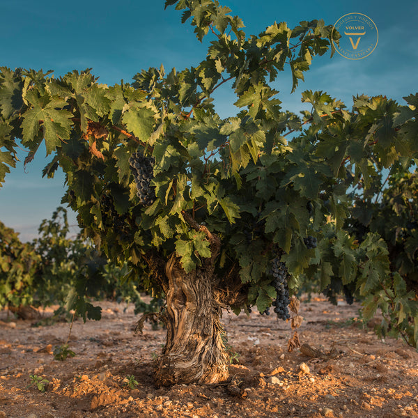 VOLVER | CUVÉE OLD VINES