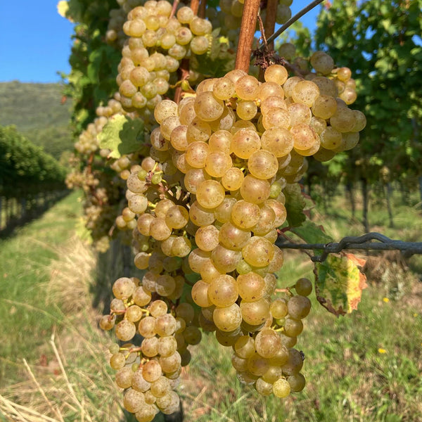 WEINGUT MEIER | RIESLING TROCKEN VOM BUNTSANDSTEIN