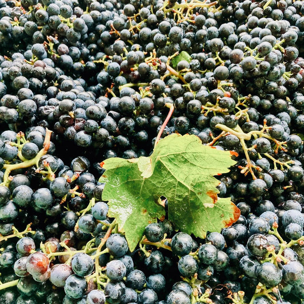 WEINGUT MEIER | ST. LAURENT TROCKEN VOM KALK